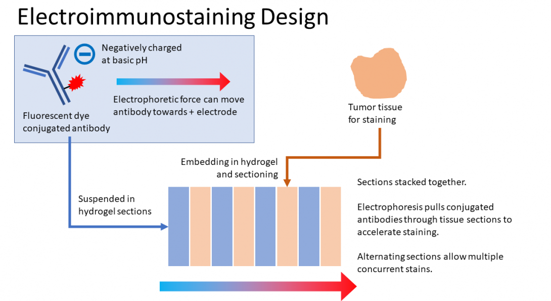 Immunostaining project design